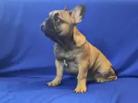 щенки французского бульдога, фотография 4