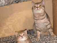 Шотландский котенок, фотография 6