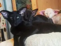 Ориентальные котята