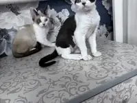 Котята девон рекс, фотография 3