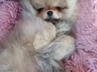 Щенки померанского шпица