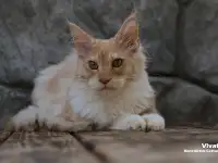 Мейн-кун ( мальчик), фотография 7