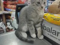 Котенок в дар, фотография 3