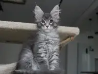 Котенок мейн-кун!, фотография 4