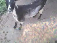 Продам козу дойную, фотография 2