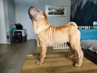 Щенки шарпея, фотография 4