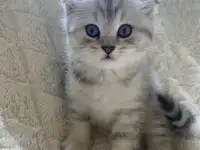 Шотландские милашки, фотография 8