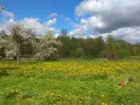 Покос травы, бурьяна, кустарника, мелких деревьев. Мядельский район.
