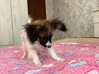 Щенок папильонфален, фотография 4