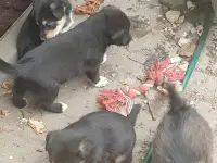 Щенки даром., фотография 2