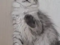 Котята Мейн-кун, фотография 2
