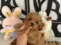 мини мальтипу ф1 девочка и мальчик  maltipoo f1 girl, фотография 11