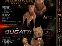 Щенки питбуля