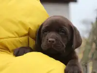 Щенки лабрадора