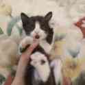 Котенок в дар, фотография 5