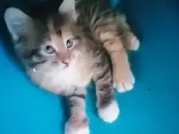 Котята в дар