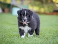 Щенкок бордер колли, фотография 4