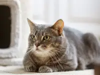 Серая полосатая кошка Эльза в дар!, фотография 10