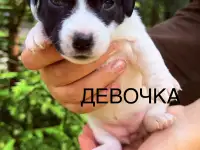Продам щенков Джек Рассел терьера, фотография 2