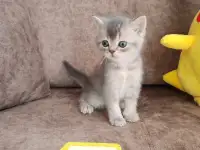 Котята, шотландские и британские., фотография 4