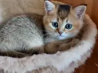 Шотландский котенок золотая шиншилла, фотография 2