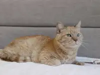 Чудесный рыжий котик Симбочка ищет дом и семью!, фотография 7
