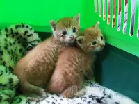 Котята. Даром. Срочно!!!, фотография 1