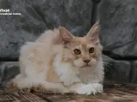 Мейн-кун ( мальчик), фотография 5