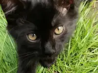 Котята ищут дом, фотография 12