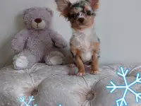 Чихуахуа мини мальчик.Эксклюзив., фотография 7
