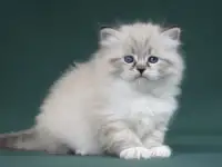 Сибирский котенок, невский маскарадный котенок, фотография 3