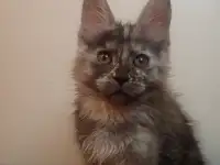 Малышка Мейн Кун, фотография 3