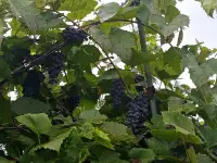 продажа дачи, Ветковский район, Рудня-Споницкая, фотография 10