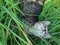 Кошечка, фотография 1