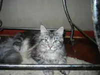 породистые котята мэйнкун, фотография 3