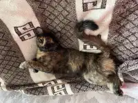 ВОЗНАГРАЖДЕНИЕ! Пропала Кошка Сима., фотография 2
