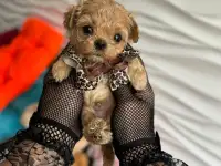 мини мальтипу ф1 девочка и мальчик  maltipoo f1 girl, фотография 8