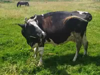 Продам доиную стельную корову, оттел будет в конце ноября начало декабря., фотография 2