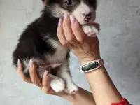 Вельш корги-пемброк, корги щенки, фотография 3