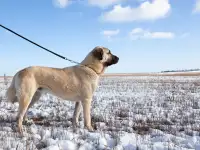 Щенки турецкого кангала, фотография 4