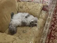 Котята, фотография 4