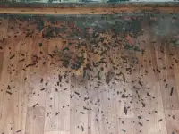 Уничтожение насекомых и грызунов по всей Беларуси, фотография 5