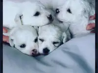Щенки Бишон фризе, фотография 2