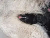 Щенки, фотография 7