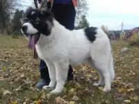 Кавказской овчарки щенки, фотография 2