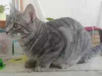 шотландец полосатый, фотография 2