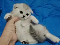 Шотландские котята. Шиншиллята., фотография 3