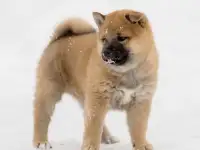 Щенки сиба ину