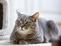 Серая полосатая кошка Эльза в дар!, фотография 6