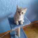 Продажа шотландских котят, фотография 2